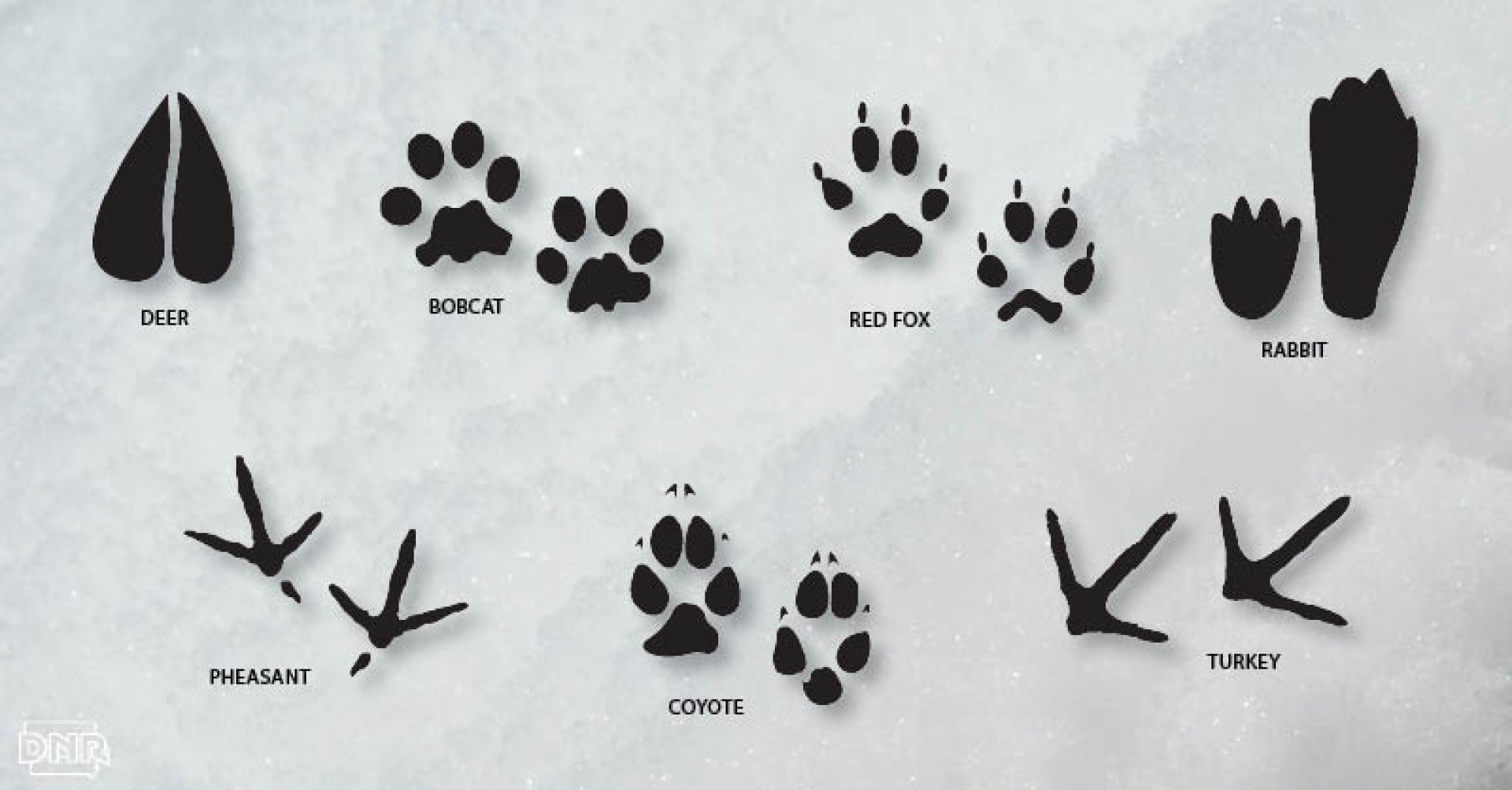 Animal Tracks with Wapello County Conservation