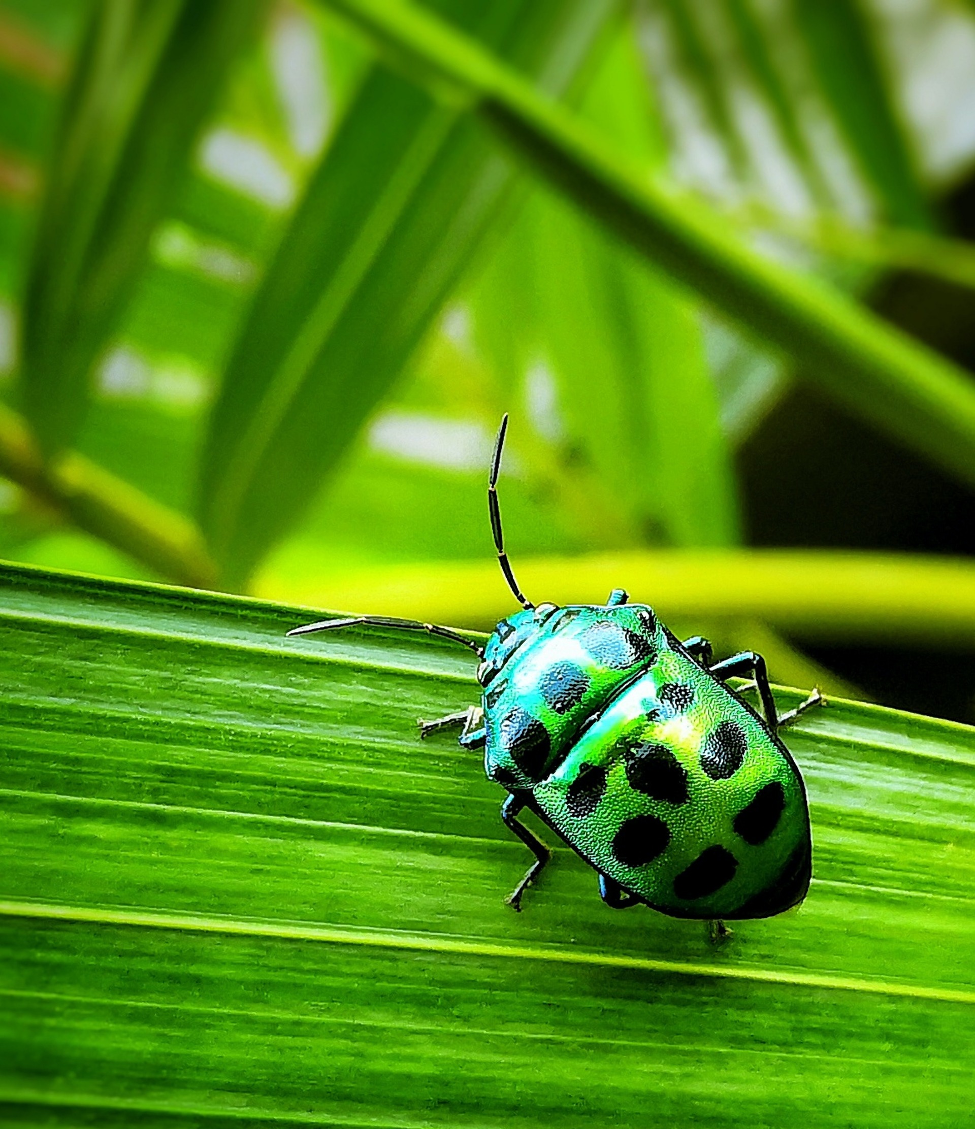 Cockroaches and Insects with Wapello County Conservation