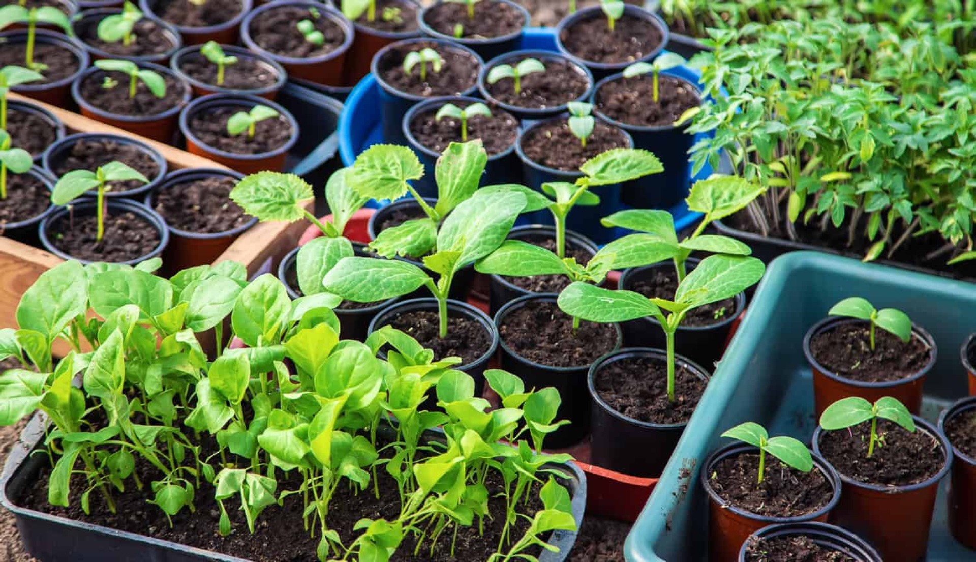 Heartland Humane Society Plant Sale