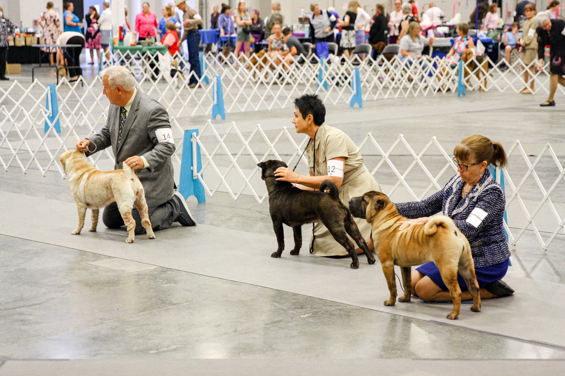 Southeastern Iowa Kennel Club Dog Shows