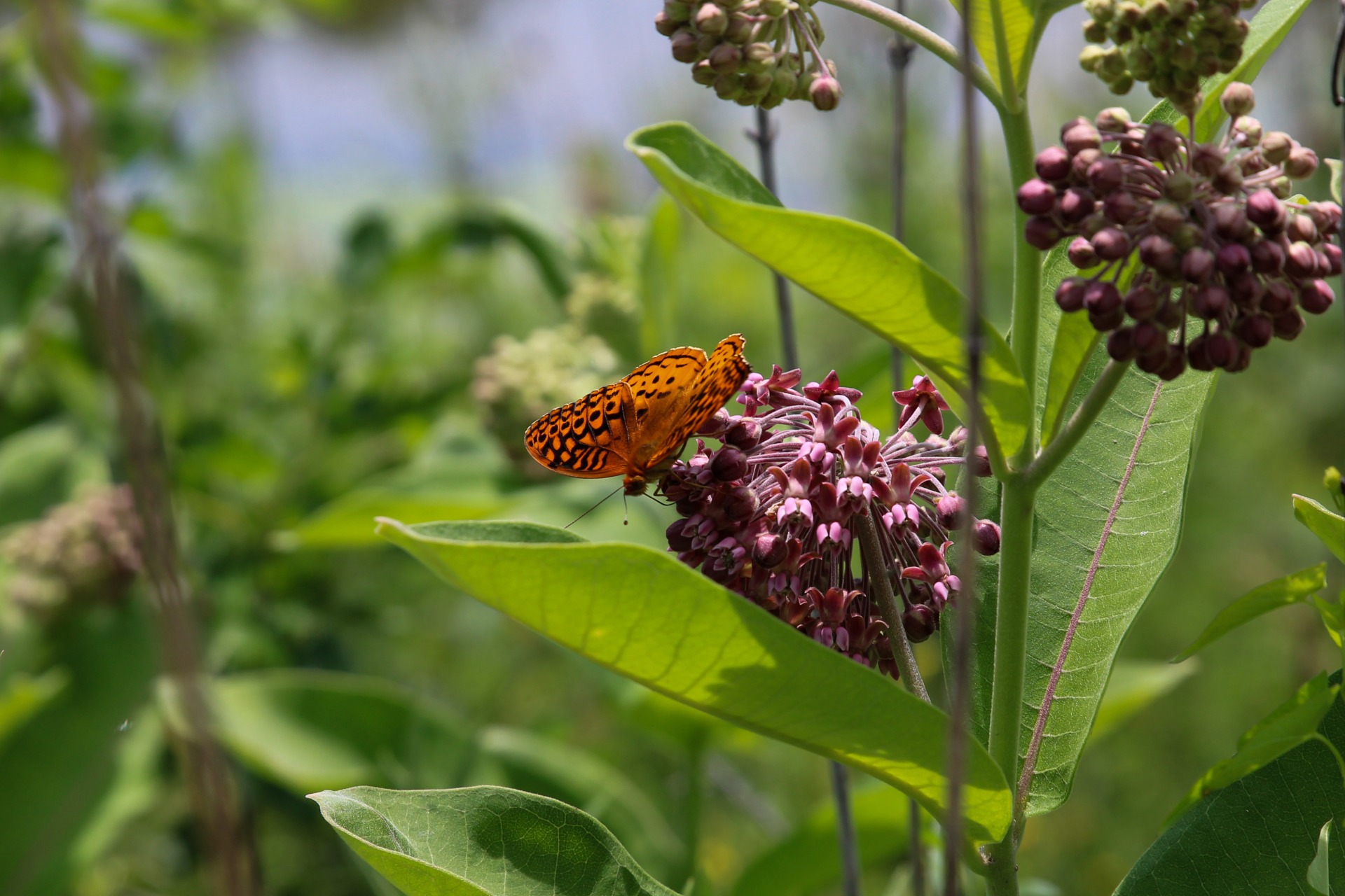 Youth Summer Activity at the American Gothic House Center- Moths and Butterflies