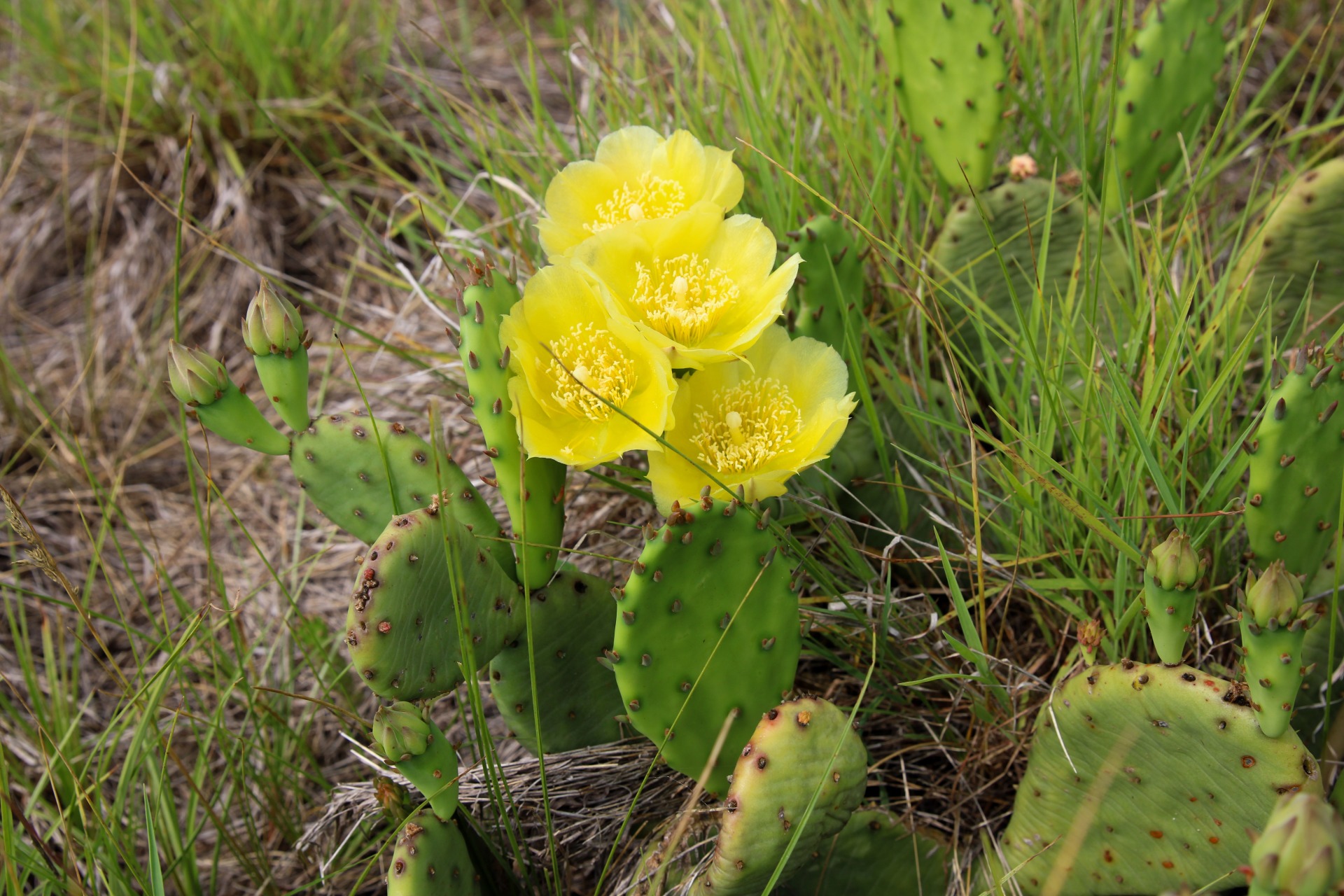 Eddyville Sand Dunes Prairie