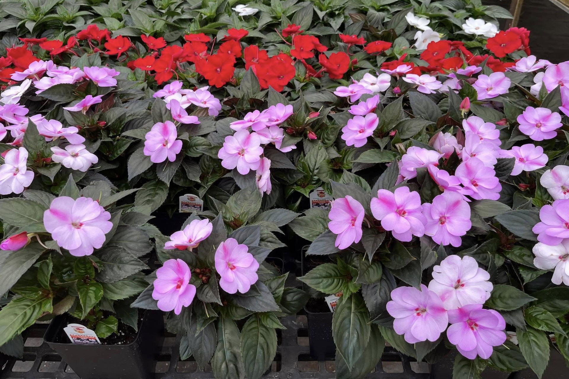 Ostrander Flowers & Greenhouse